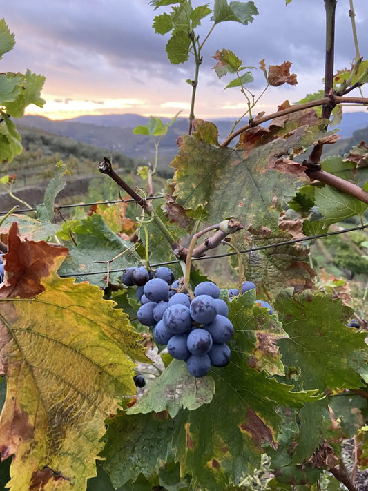 Wine Tasting with Jasper Smit – Discover the artisanal wines of Portugal